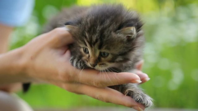 Little kitten in hands