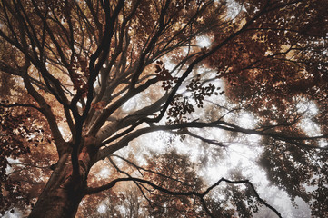 Trees in the forest with autumn colors and fog, vintage landscape