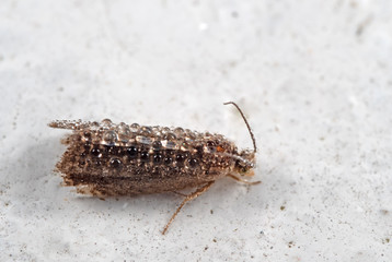 Macro Photo of Little Brown Moth Filled with Dew