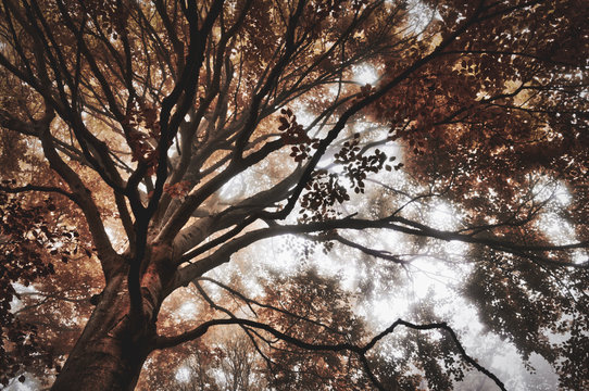 Trees in the forest with autumn colors and fog, vintage landscape