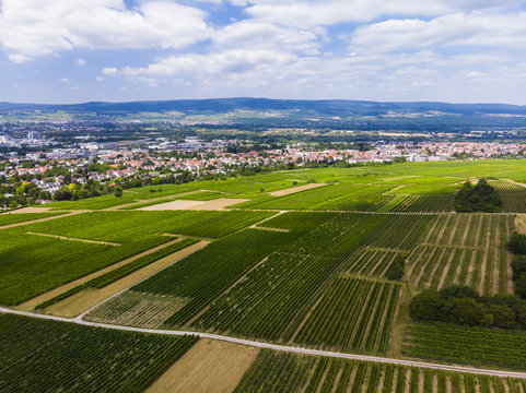 Deutschland, Rheinland-Pfalz. Ingelheim am Rhein , Blick über Weinberge auf Ingelheim am Rhein,  Luftbild