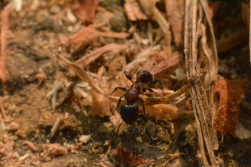 Ant foraging for food on wood