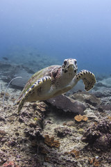 Hawksbill Turtle Stare Down