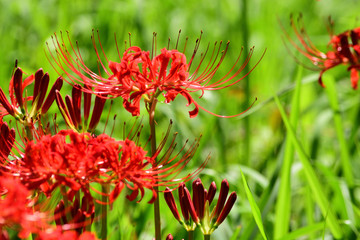 Red Spider lilies blooming.