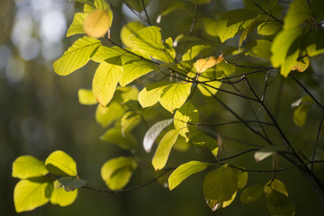 summer leaves macro