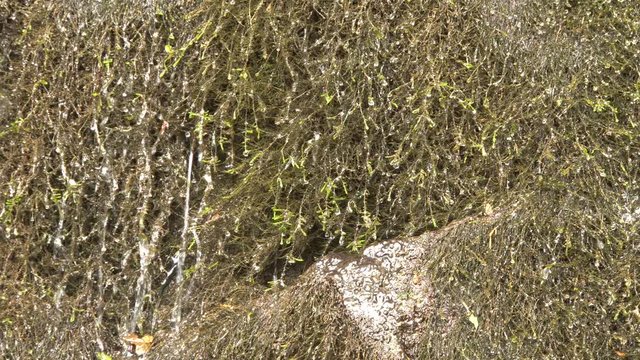 Close-up of falling drops and flowing water of a mountain waterfall on the rocks of the Cherek-Balkaria gorge Jura depression with moss of the genus Andreaea in the mountains of the North Caucasus