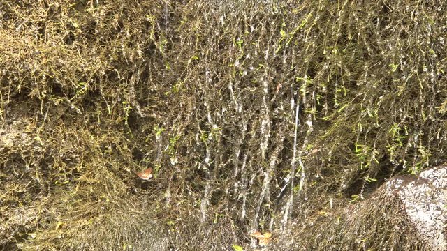 Close-up of flowing water of a mountain waterfall on the rocks of Cherek-Balkaria gorge Jurassic depression with moss of the genus Andreaea (Andreaea petrophila) in the mountains of the North Caucasus