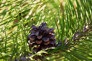 Spruce branch with a cone in the sun