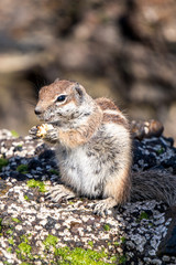 Wildlebendes Erdmännchen auf Fuerteventura beim fressen
