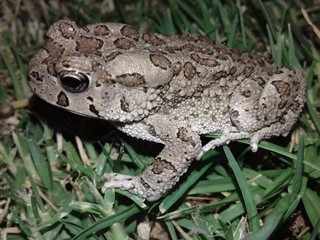 green tree frog