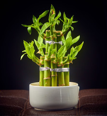 small bamboo shoots