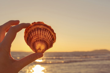 A hand holding a seashell against the sun. Warm background, sunset at sea.