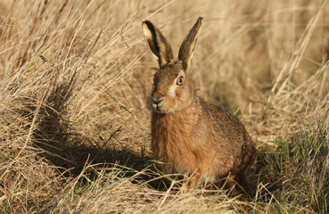 A magnificent Brown Hare (Lepus europaeus) standing in the long grass in a meadow on a sunny day.