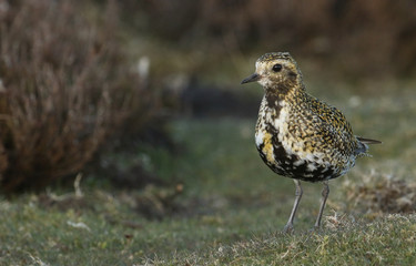 A beautiful Golden plover (Pluvialis apricaria) in the moors of Durham, UK in the breeding season.