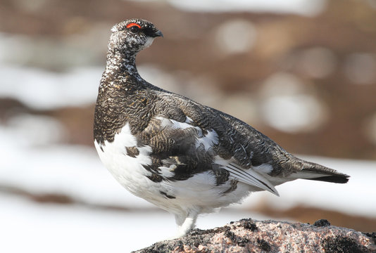 A magnificent male Ptarmigan (Lagopus mutus) in the mountains of the Highlands of Scotland.