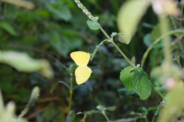 Two Yellow Butterfly 