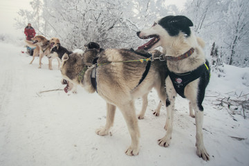 Husky dogs are pulling sledge at winter forest in Murmansk, Russia.