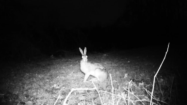 European Hare (Lepus Europaeus or Brown Hare) eats the grass of a meadow in a cold winter night. Nature and Wildlife FullHD Video.
