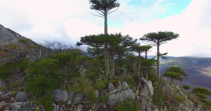 aerial view of Araucaria forests and other trees in Conguillio