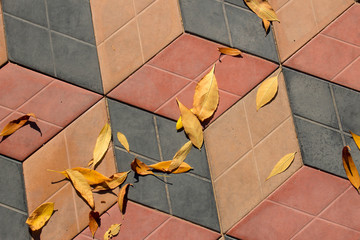 yellow autumn leaves on a road tile