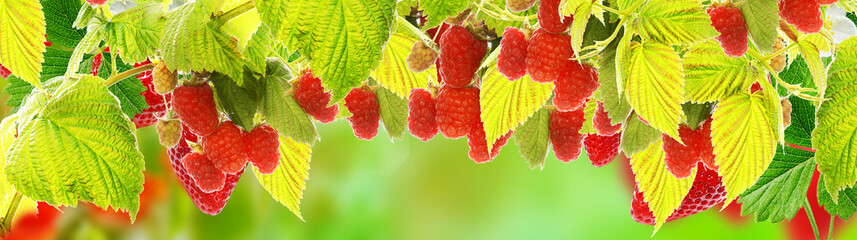 natural garden raspberries