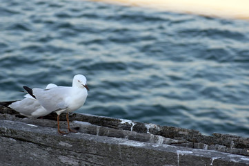 Seagull on Jetty, Busselton, Western Australia
