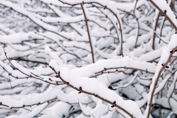 Winter forest. A branch of a tree with snow on top.