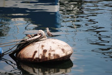Seagull over a iron buoy in the port