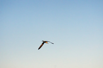 Crested Tern seen from jetty, Busselton, Western Australia