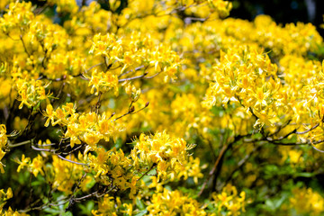 yellow  rhododendron blooms against the background of green grass 