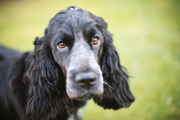 Portrait of a cute black cocker spaniel