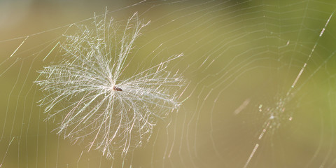 funny seed on a fluff hooked on a web in the autumn sunny forest