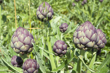 Organic Artichoke field