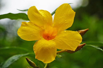 Fototapeta na wymiar Beautiful yellow flowers of Begonias in a natural environment