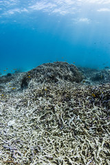 Fototapeta na wymiar Coral Rubble Destruction