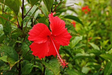 Beautiful red hibiscus flowers in natural environment