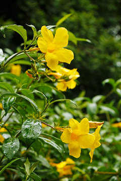 Fototapeta Beautiful yellow flowers of Begonias in a natural environment