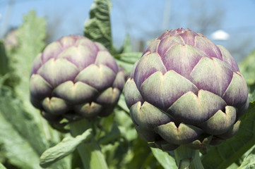 Organic Artichoke field