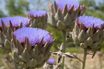 Artichoke purple flower