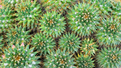 Green barrel cactus.