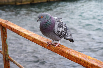 Large gray dove sitting on a rusty metal fence on the background of the water surface.