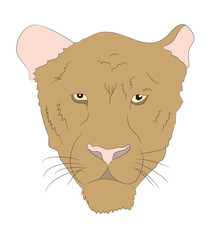portrait of a cougar, vector