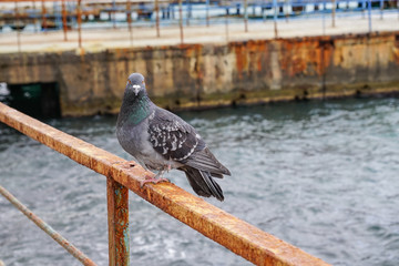 Large gray dove sitting on a rusty metal fence on the background of the water surface.