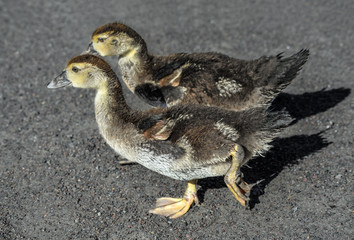 Portrait of two little funny ducklings