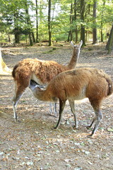 Lama Mutter säugt ein junges in einem Tierpark