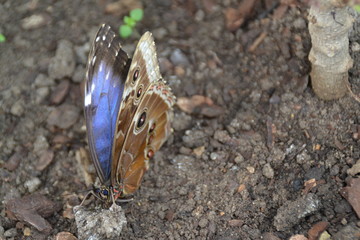 Giant Butterfly Brown and Blue Wings