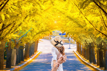 Beautiful romantic walkway ginkgo tree tunnel in the autumn season, South Korea.