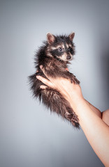 Funny little three month old raccoon in the woman hands