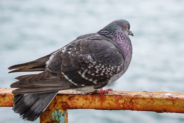 Large gray dove sitting on a rusty metal fence on the background of the water surface.
