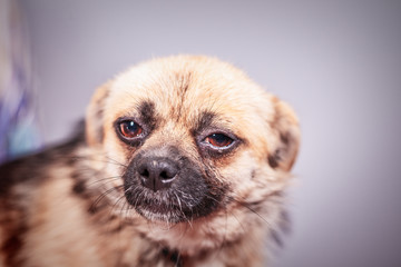 little cute stray dog close up portrait, selective focus